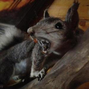 Team Page: Brennan & The Rabid Squirrel Squad